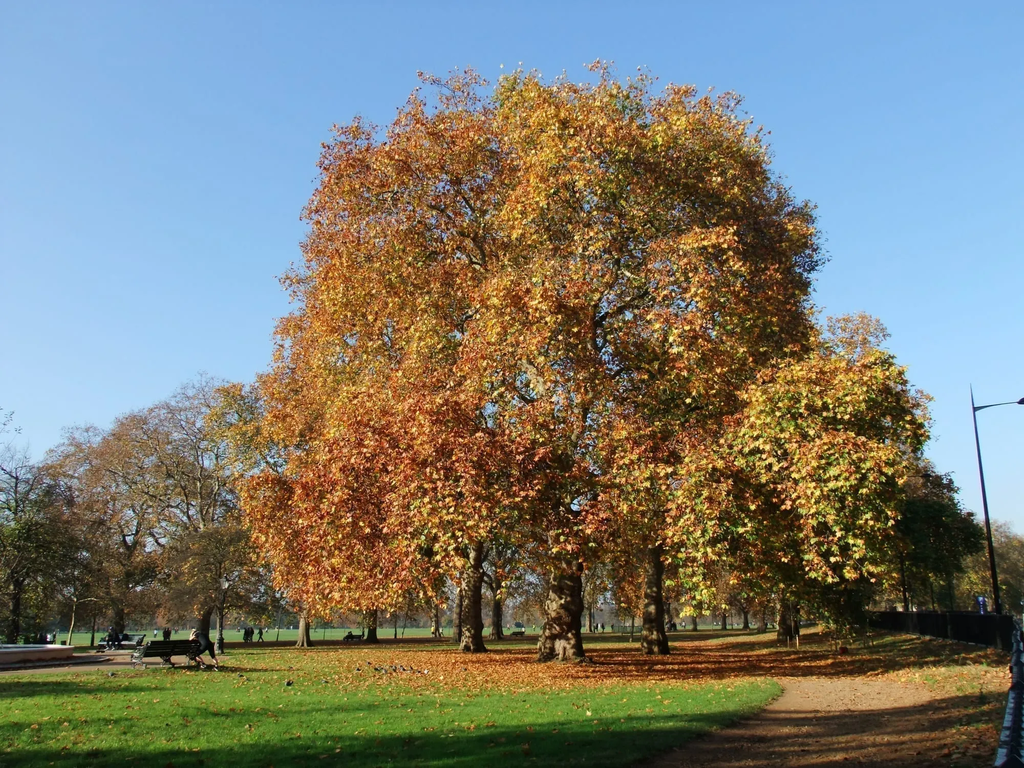 Autumn colour on the trees along a path in Hyde Park