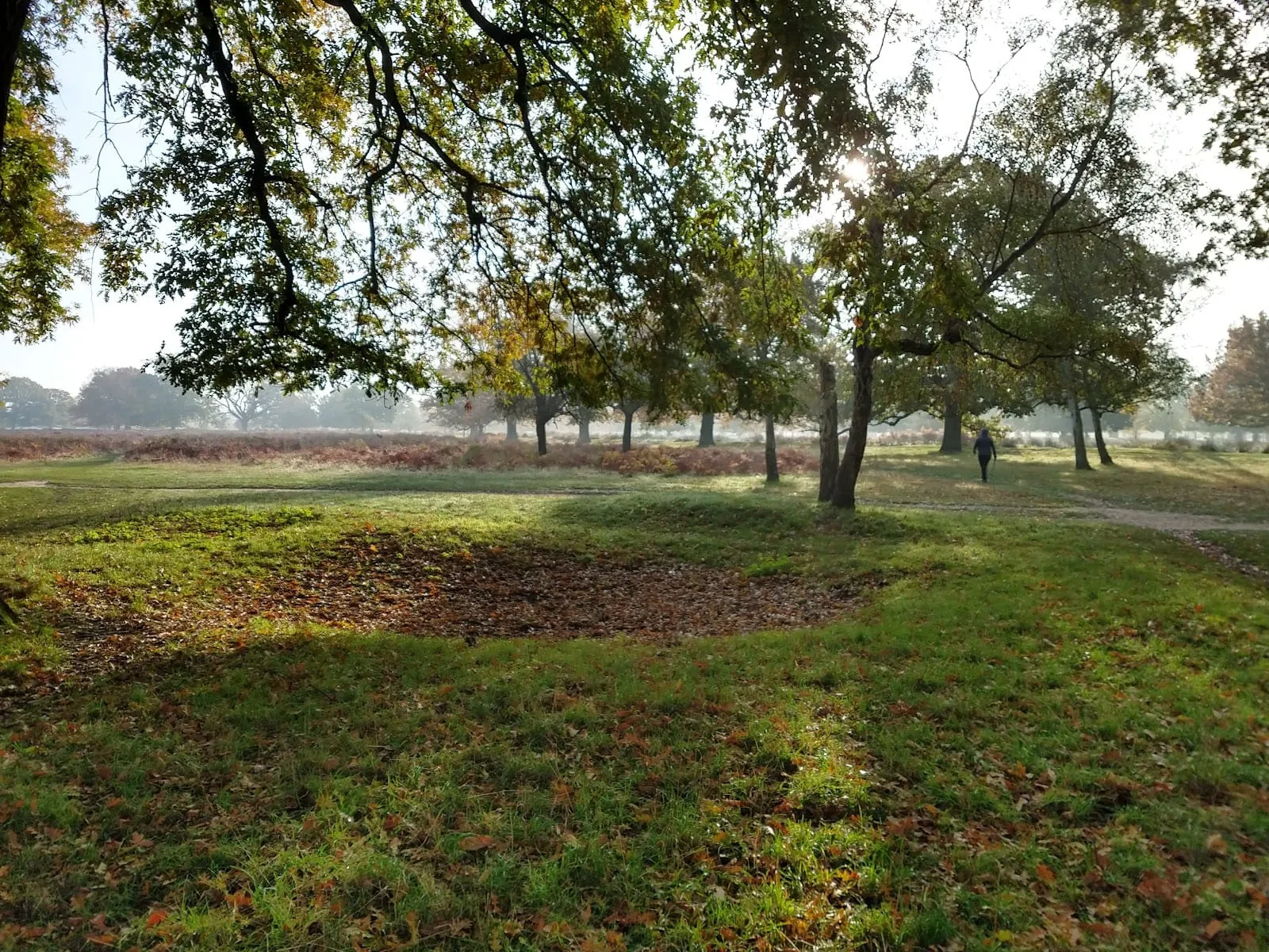 Fallen leaves under oak trees in Bushy Park on a misty autumn morning