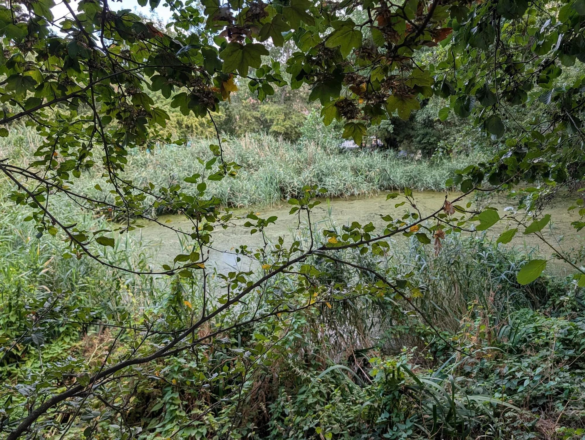 A pond fringed with reeds and overhanging trees inside Camley Street Natural Park