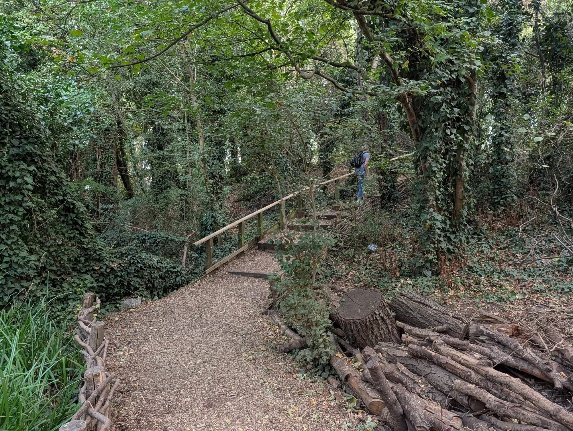 A woodland path winding through Camley Street Natural Park, a nature reserve behind King's Cross