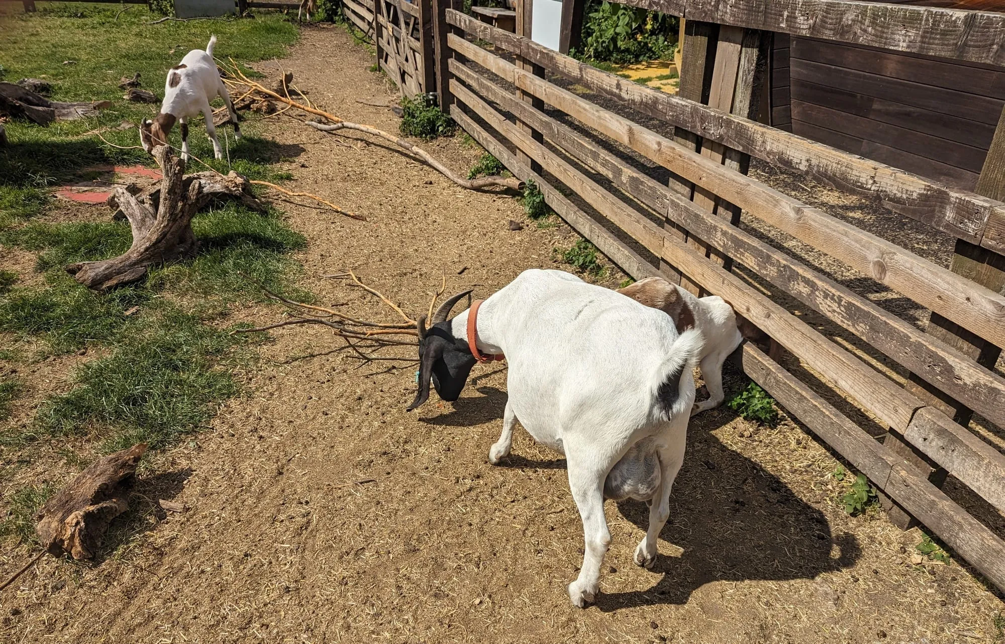 A white goat with a red collar reaching through a wooden fence, with a kid climbing on a tree stump in the paddock behind