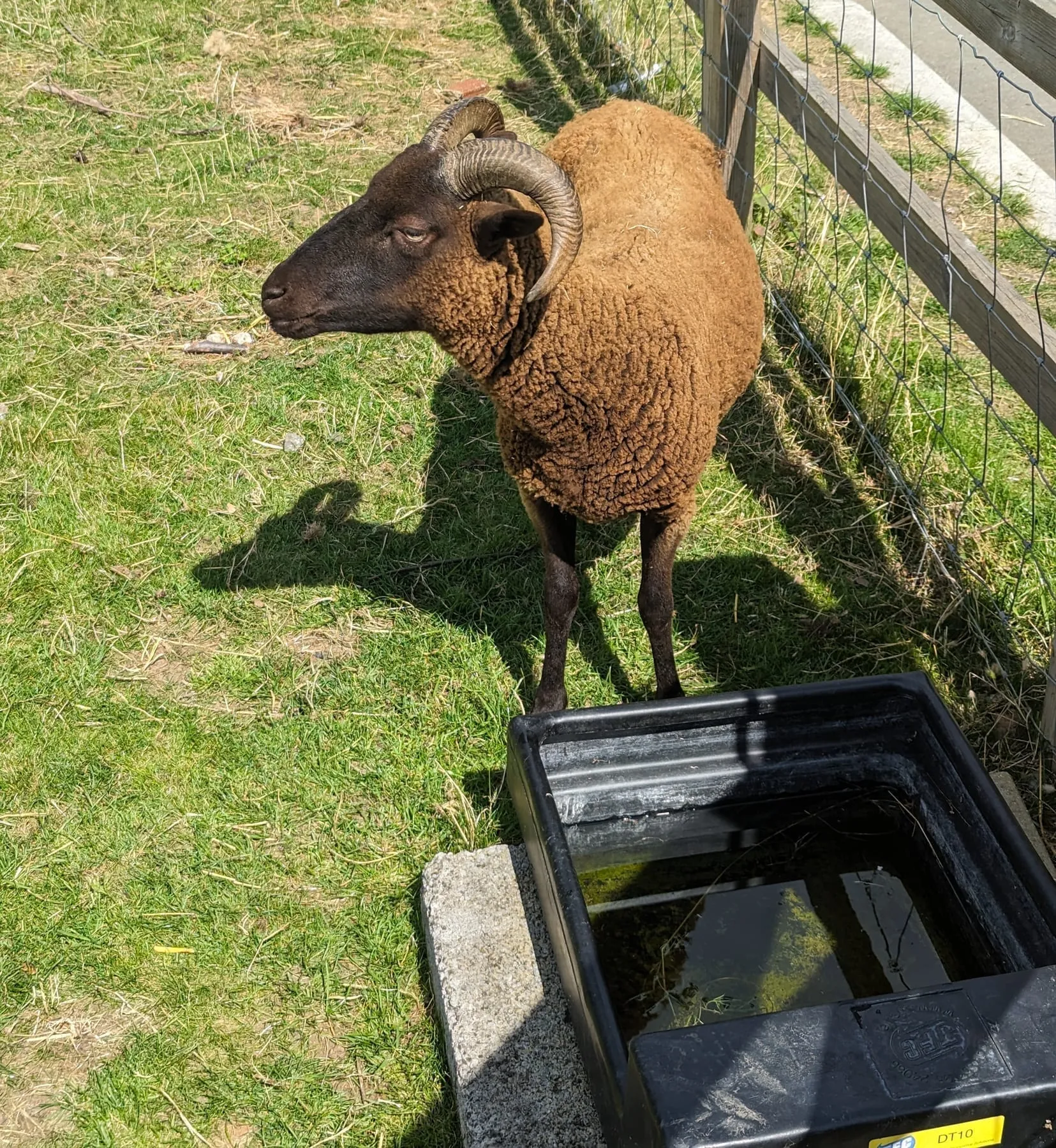 A brown horned ram standing in the sun beside a water trough in a grass paddock, behind a low post and wire fence
