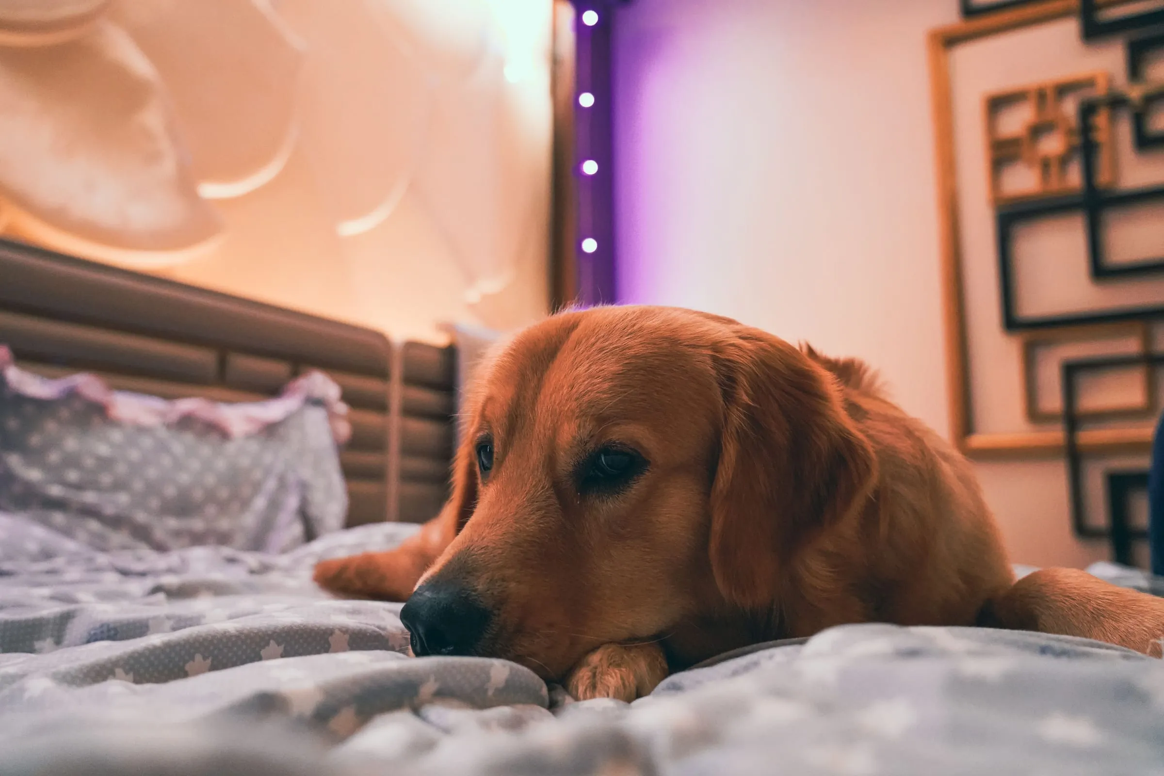 A golden retriever lying on a bed with a grey star-print duvet, chin resting on its paw, in a softly lit room