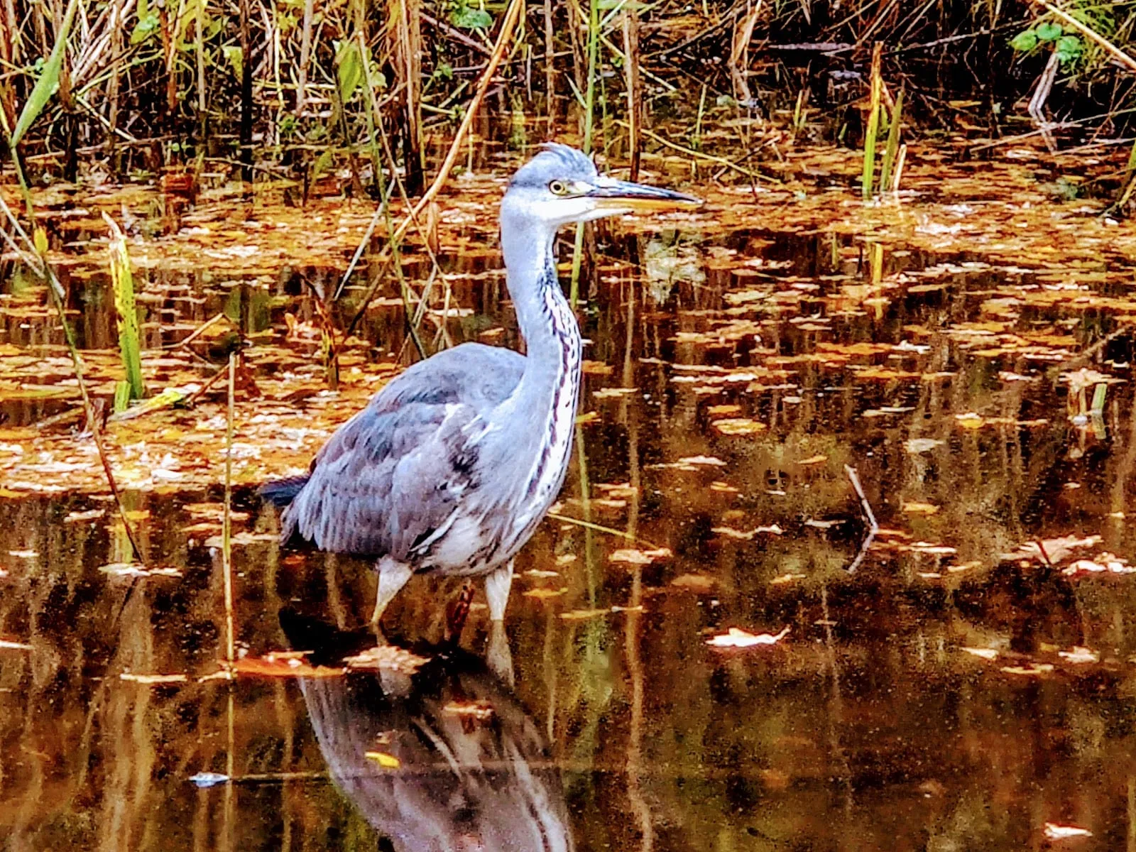 A grey heron standing in a pond covered with fallen autumn leaves in Epping Forest
