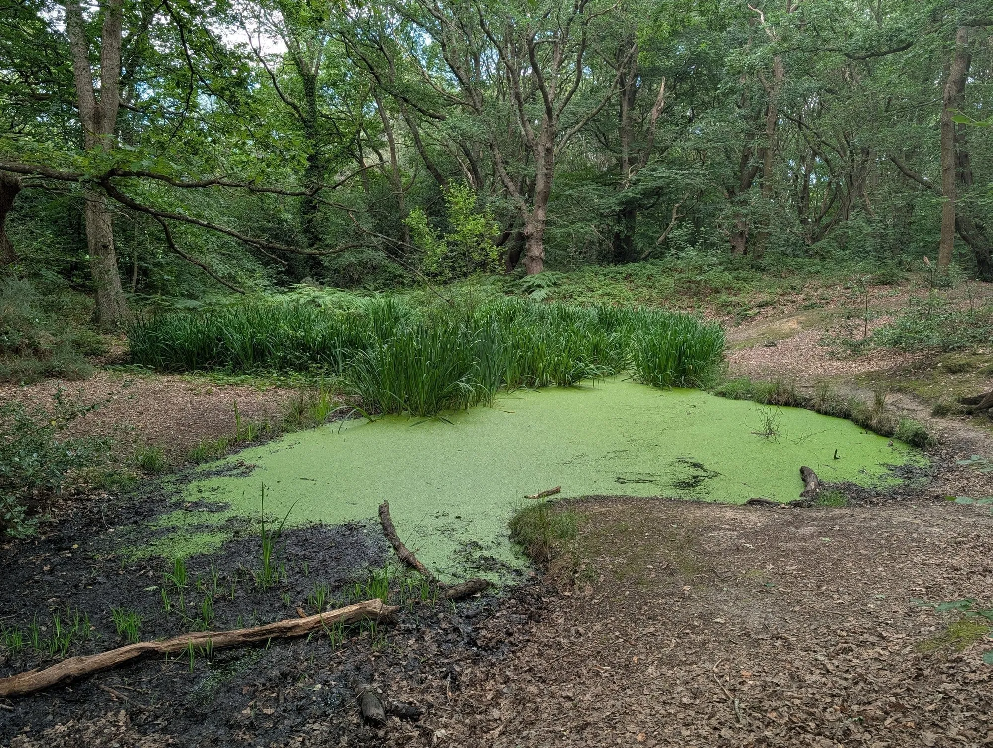 A duckweed-covered pond fringed with reeds in a wooded corner of Hampstead Heath