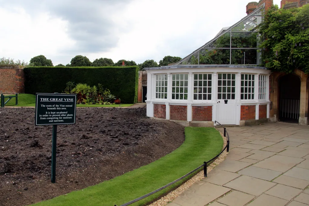 The white-framed glasshouse built around the Great Vine at Hampton Court Palace, seen from the garden path
