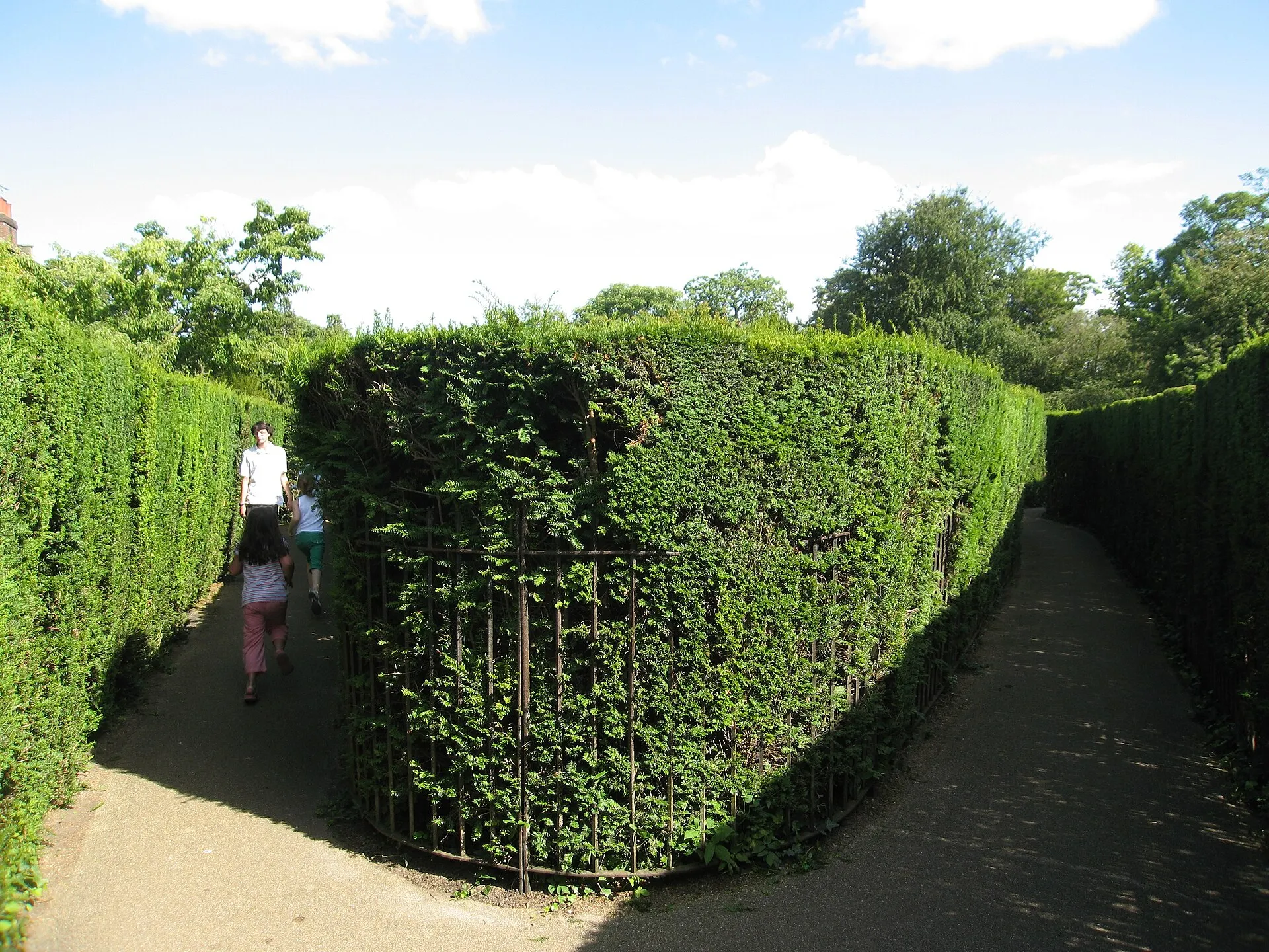 Visitors walking between tall clipped hedges inside the Hampton Court Palace maze
