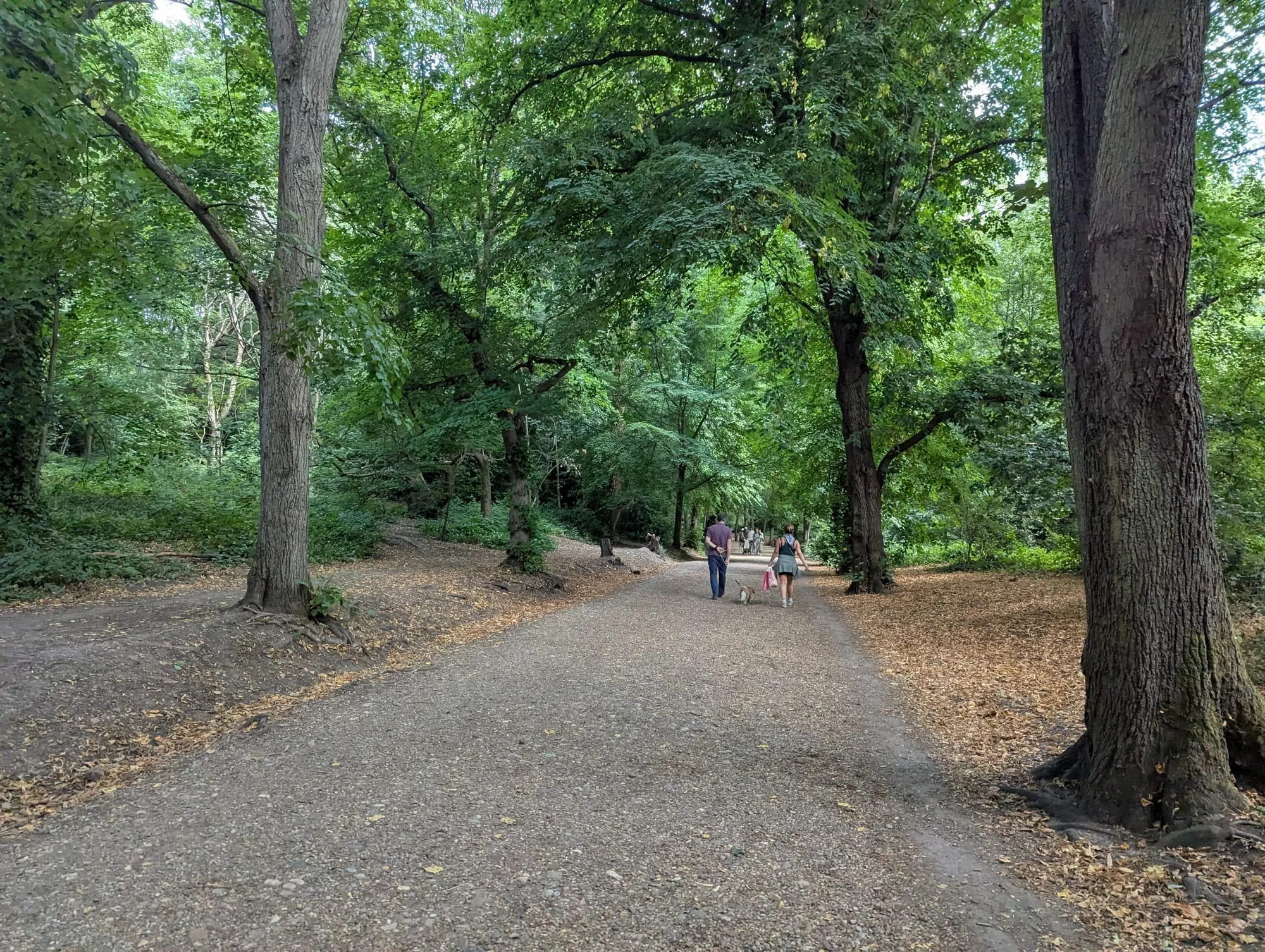 A wide woodland path through mature trees on Hampstead Heath