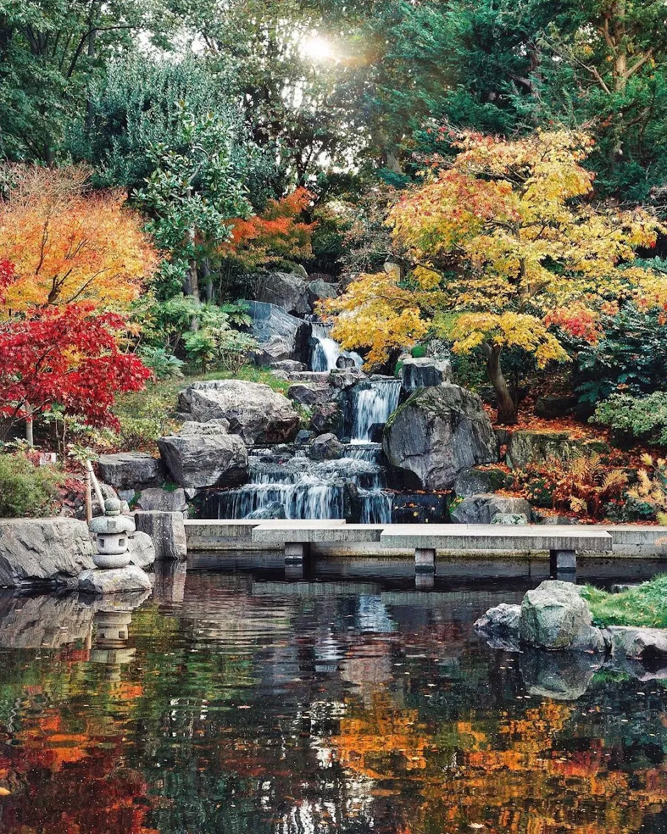 The Kyoto Garden's waterfall in Holland Park, framed by Japanese maples in red, orange and gold