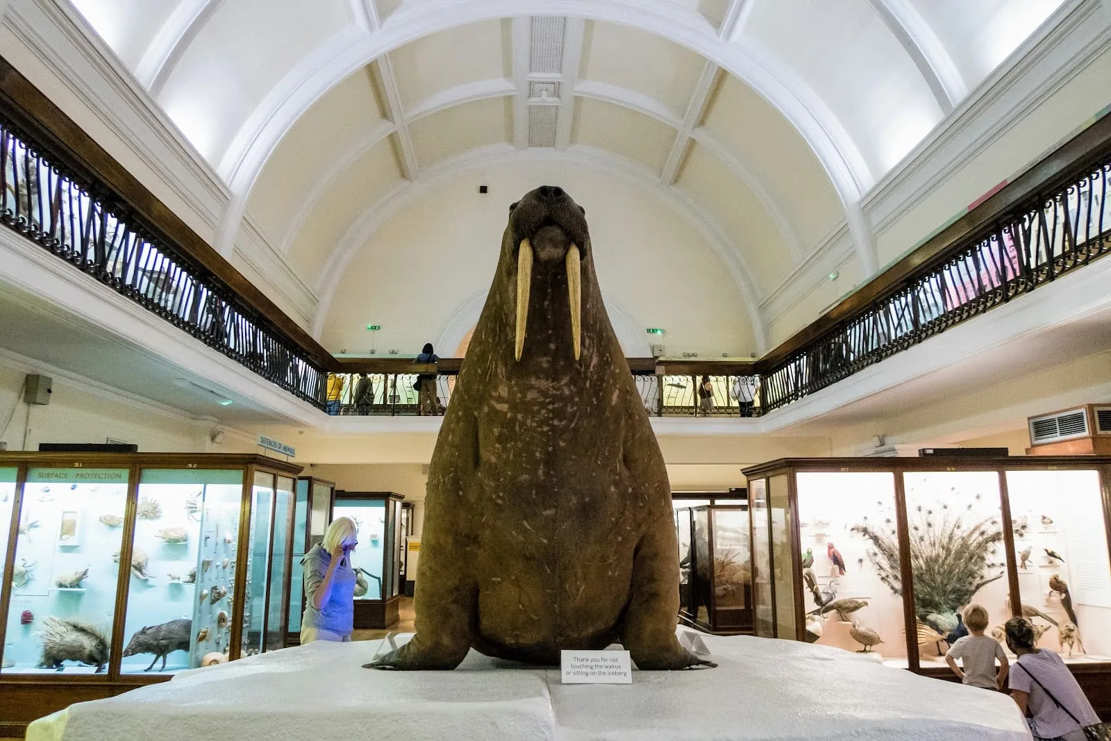 The Horniman's stuffed walrus, overstuffed and smooth-skinned, seen from the front in its display gallery