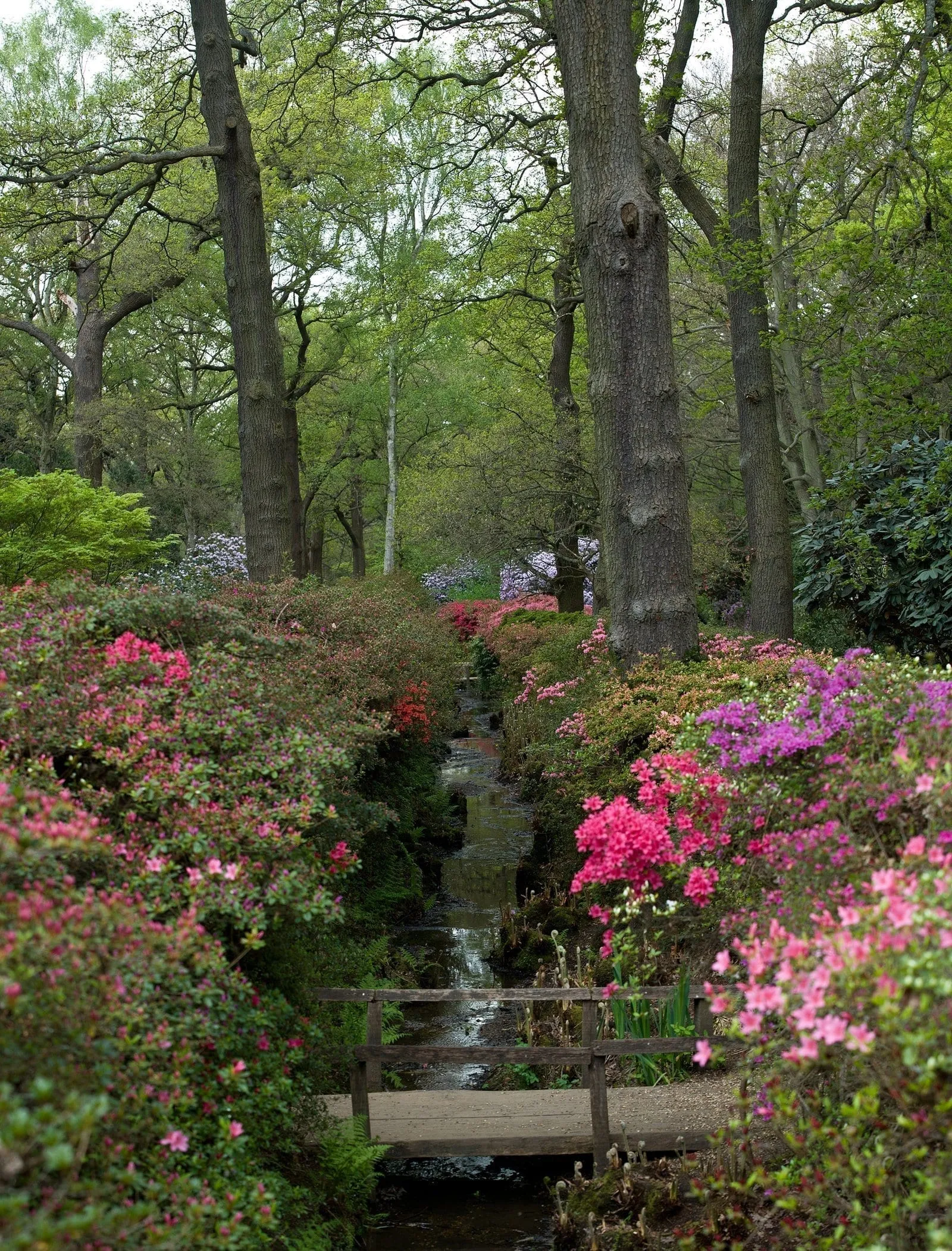 A stream running through the Isabella Plantation between banks of pink and red azaleas