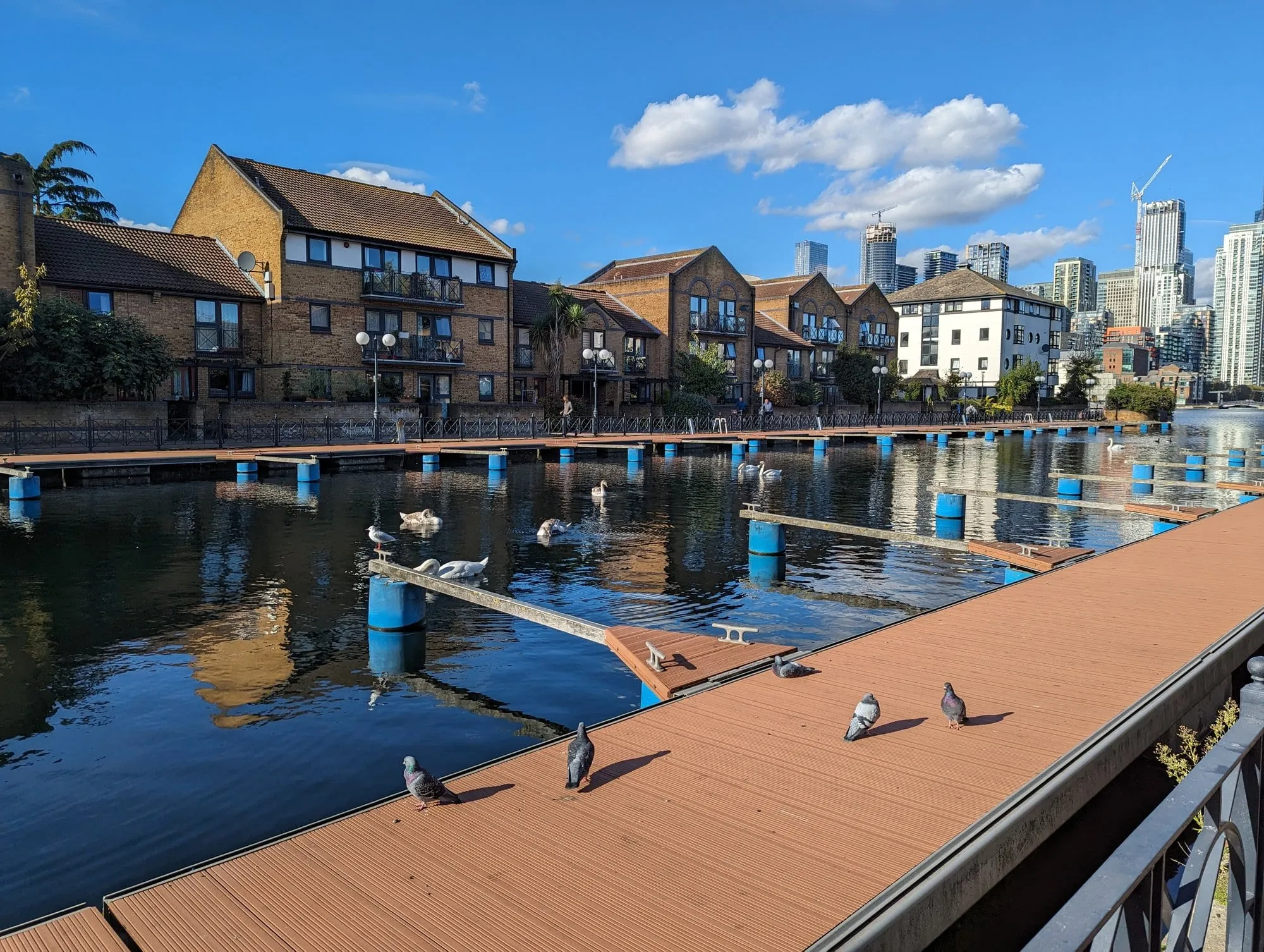 Swans and pigeons on a floating dock in an Isle of Dogs marina, with the converted Victorian warehouse flats behind and Canary Wharf's towers rising in the distance