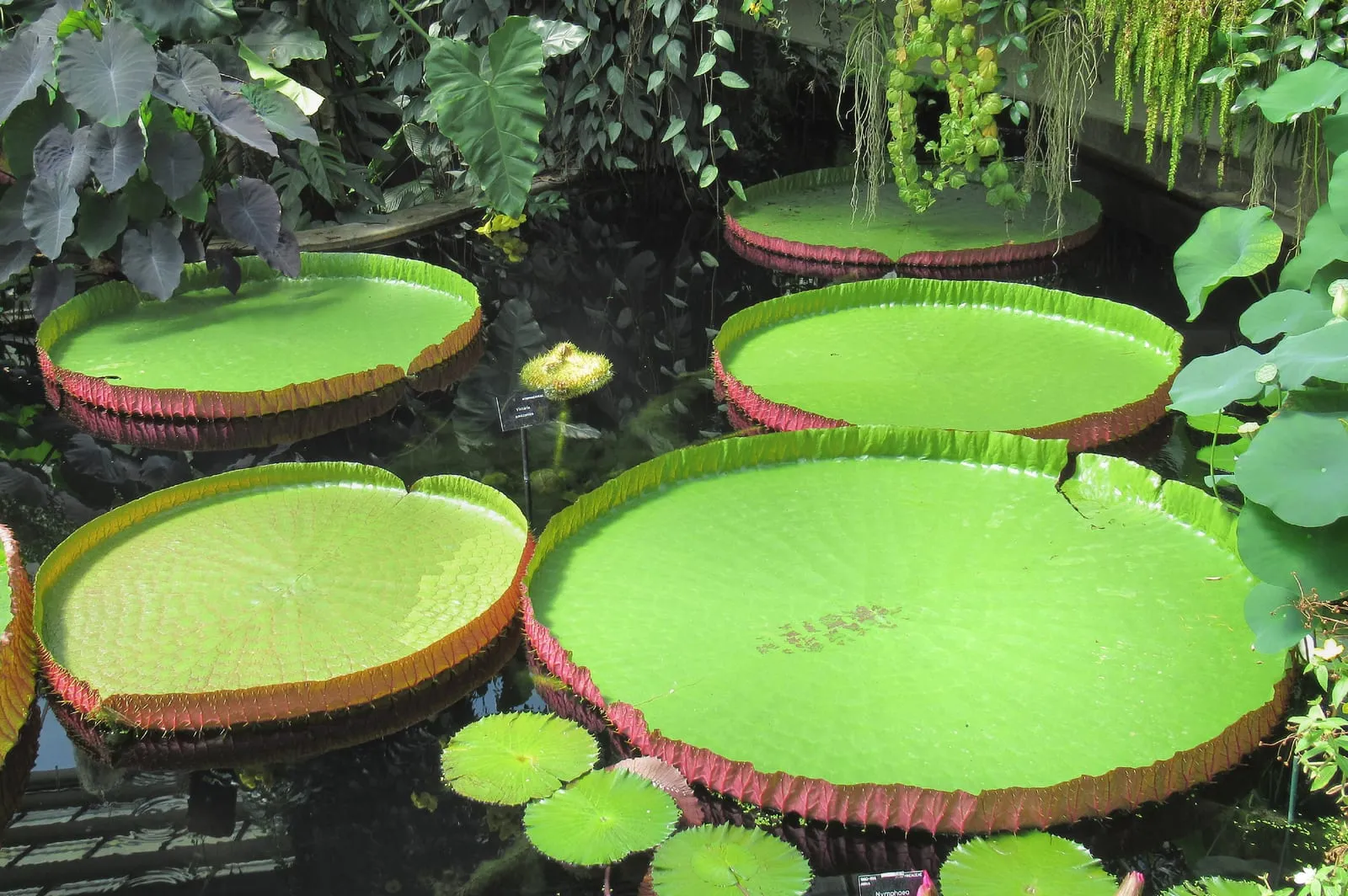 Giant circular pads of Victoria amazonica waterlilies floating in the indoor pool of the Princess of Wales Conservatory