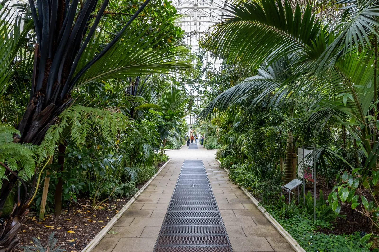 The vast restored Victorian ironwork ribs and lush palm trees inside the Temperate House at Kew Gardens