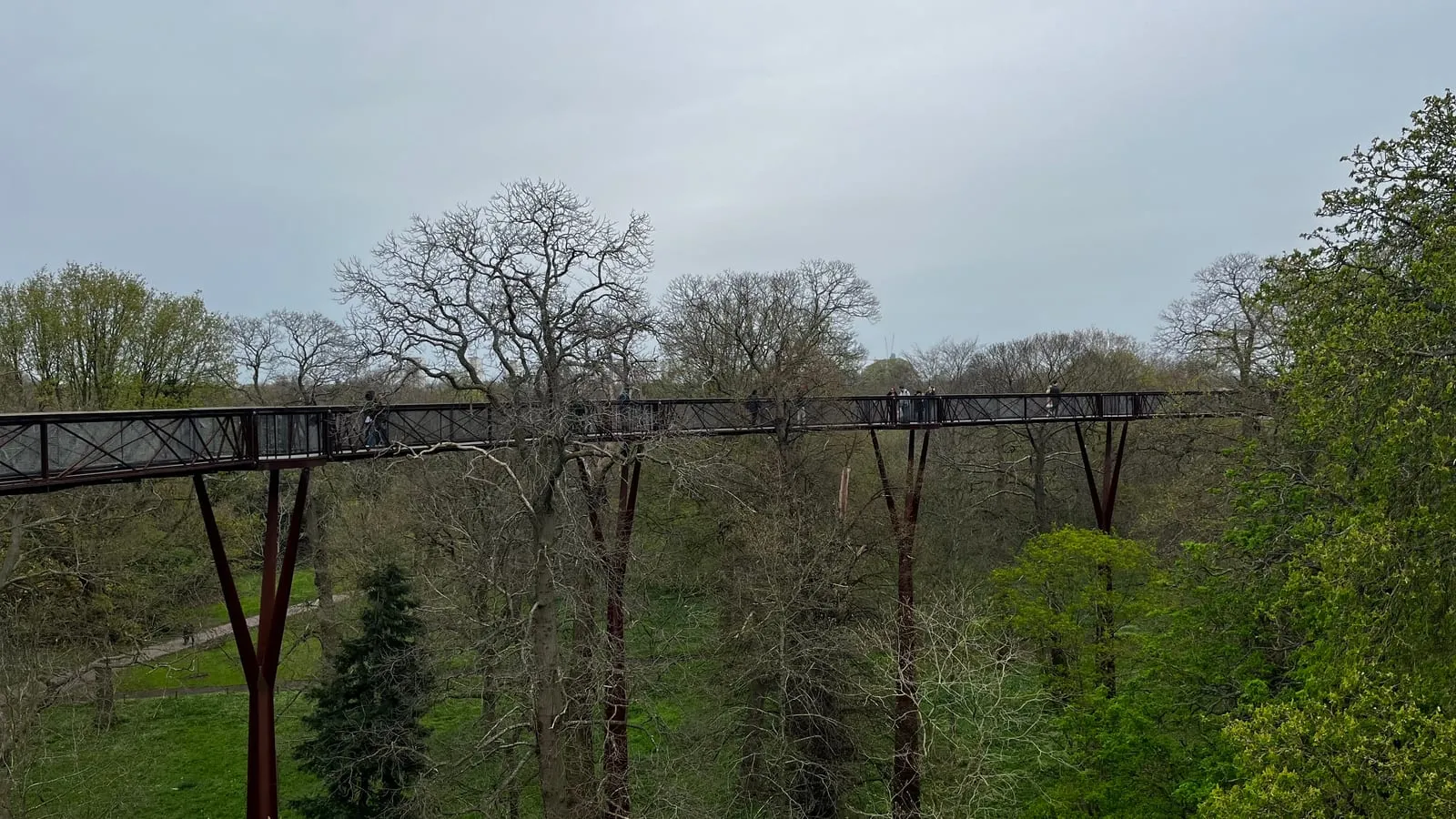The elevated steel mesh walkway of the Treetop Walkway threading 18 metres high through the tree canopy