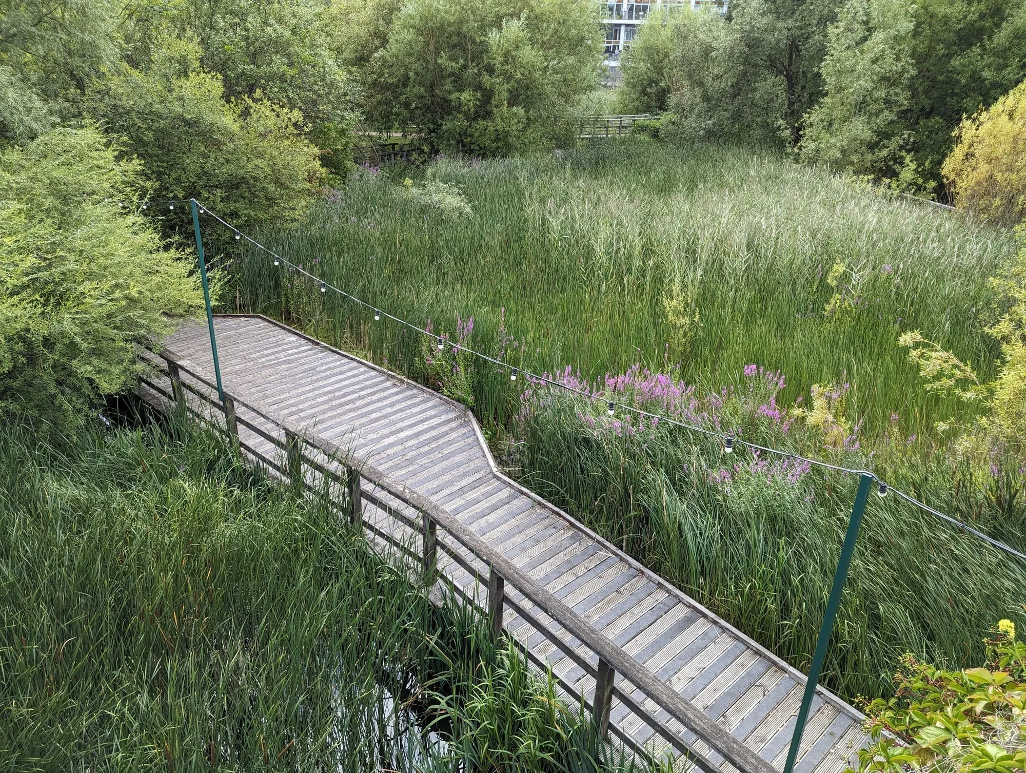 A timber boardwalk winding through tall reeds and purple loosestrife in Mile End Park