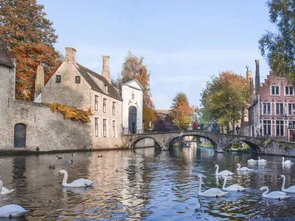 Swans on the Minnewater lake in Bruges, with the lock house and an arched bridge behind them