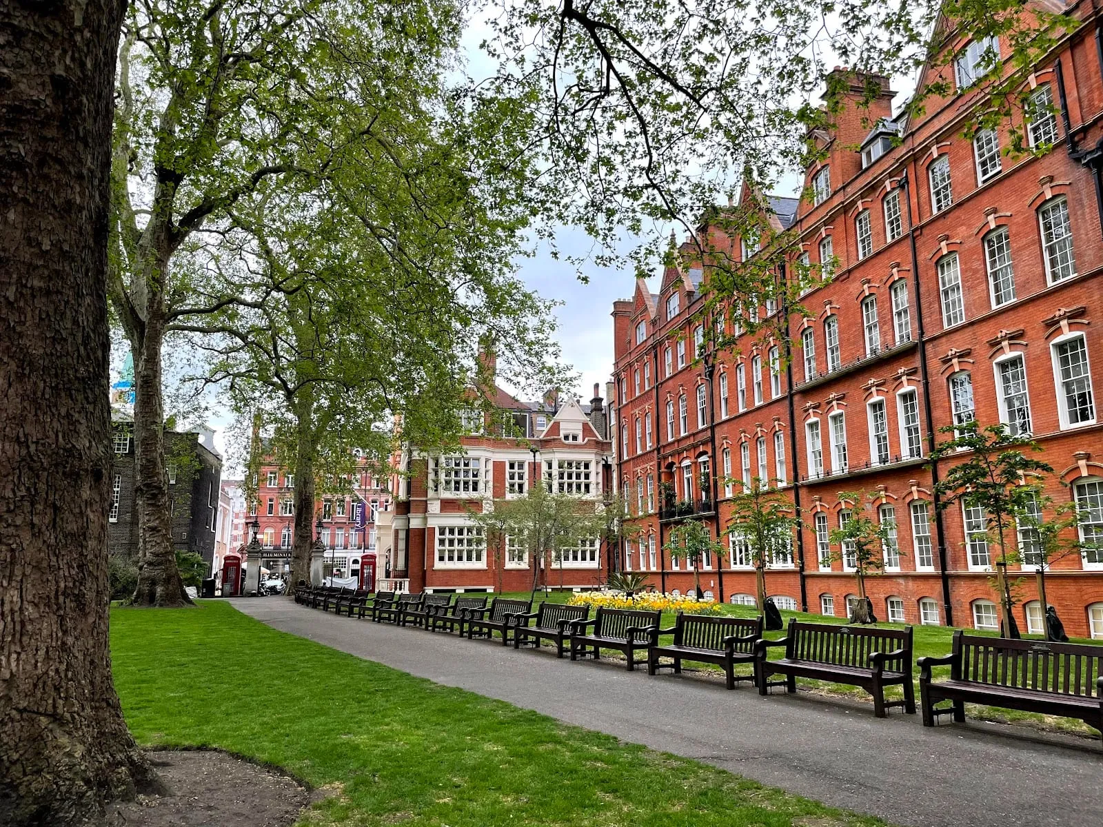 A path lined with benches under plane trees in Mount Street Gardens, with red-brick mansion blocks behind