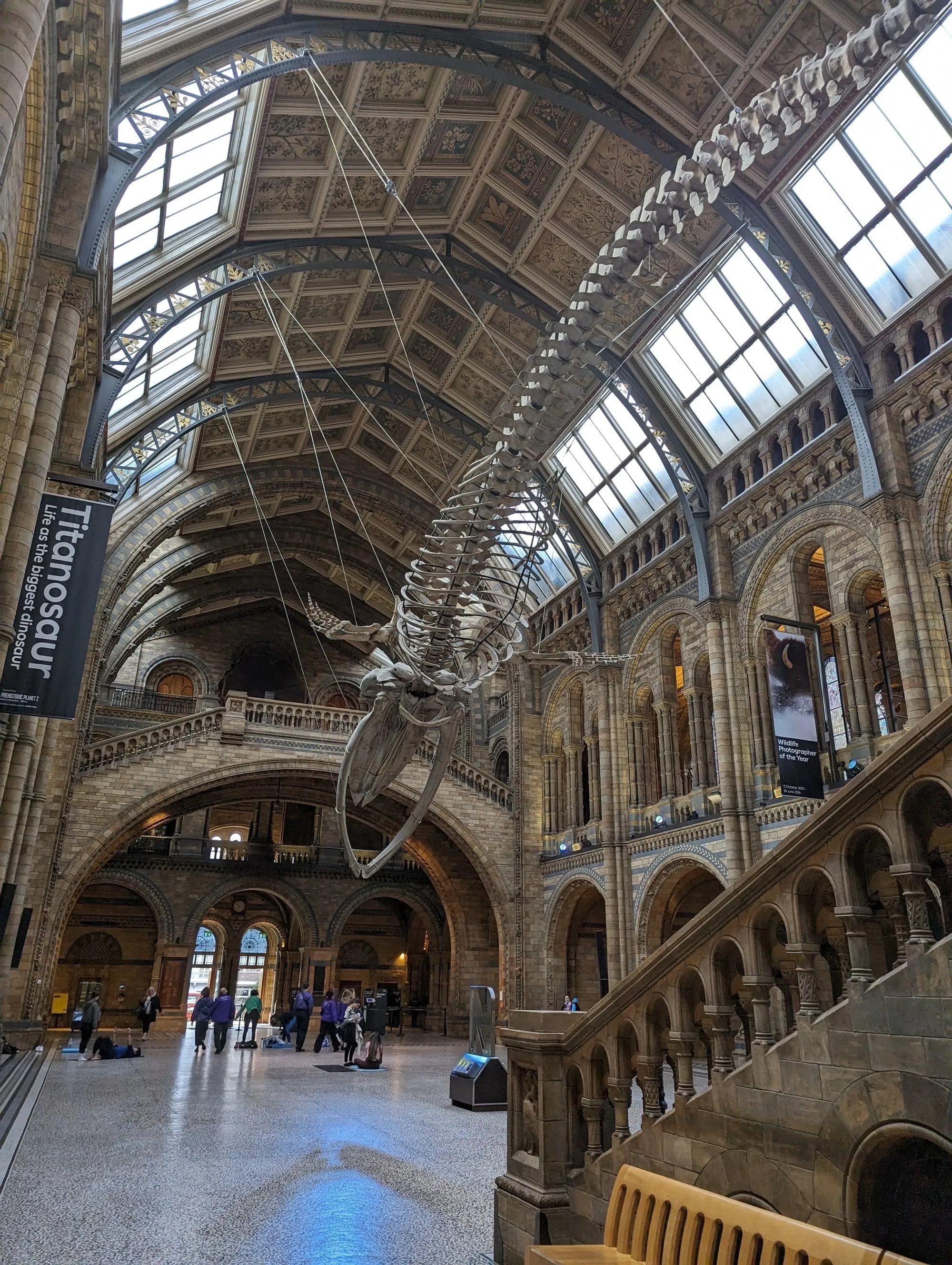 The blue whale skeleton "Hope" suspended from the ceiling of Hintze Hall at the Natural History Museum