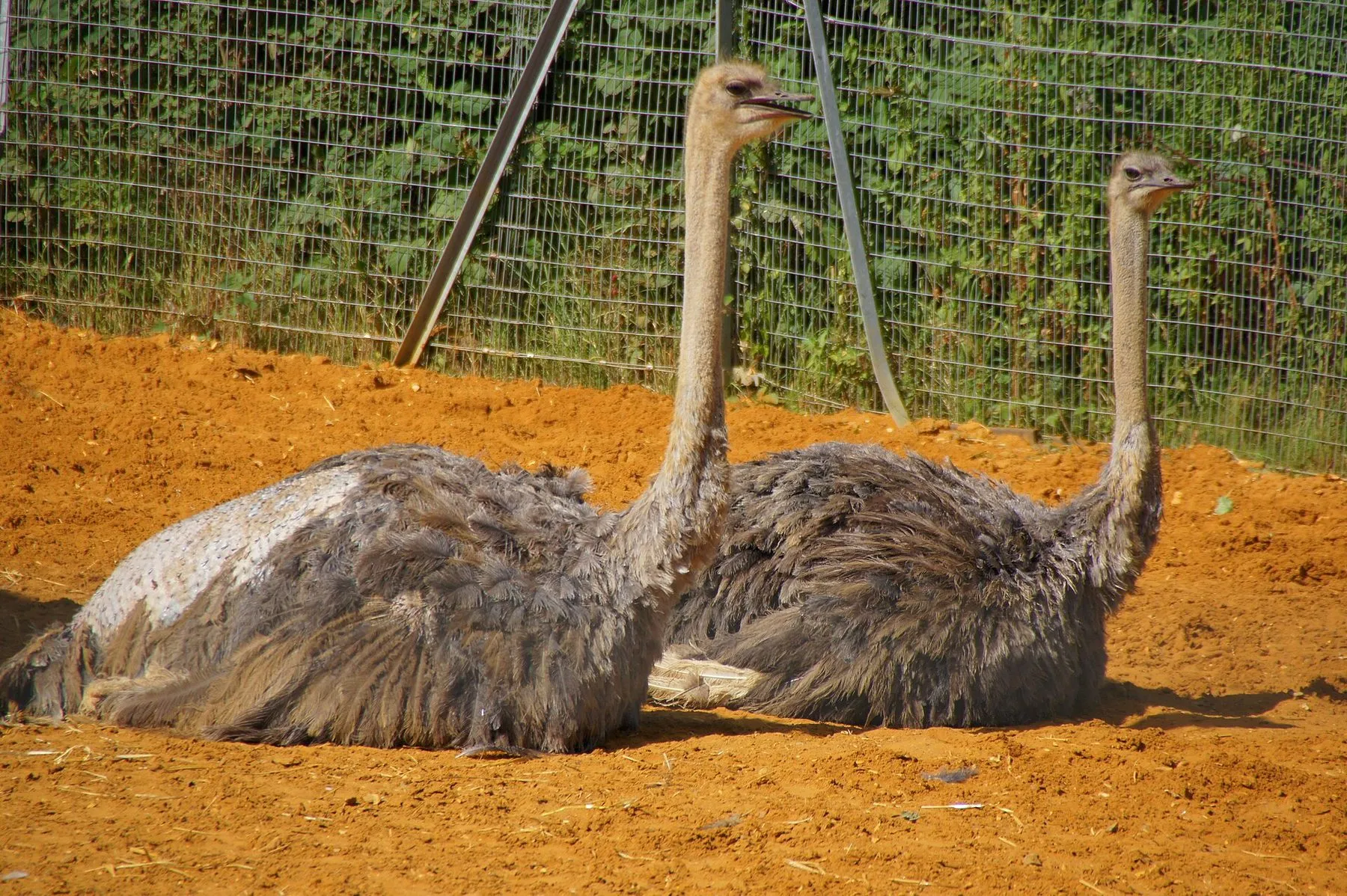 Two ostriches sitting in the red sand of their enclosure at Chessington Zoo