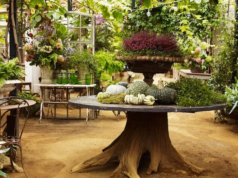 Inside a glasshouse at Petersham Nurseries, a table made from a tree stump laden with pumpkins and heather, among hanging plants and potted flowers