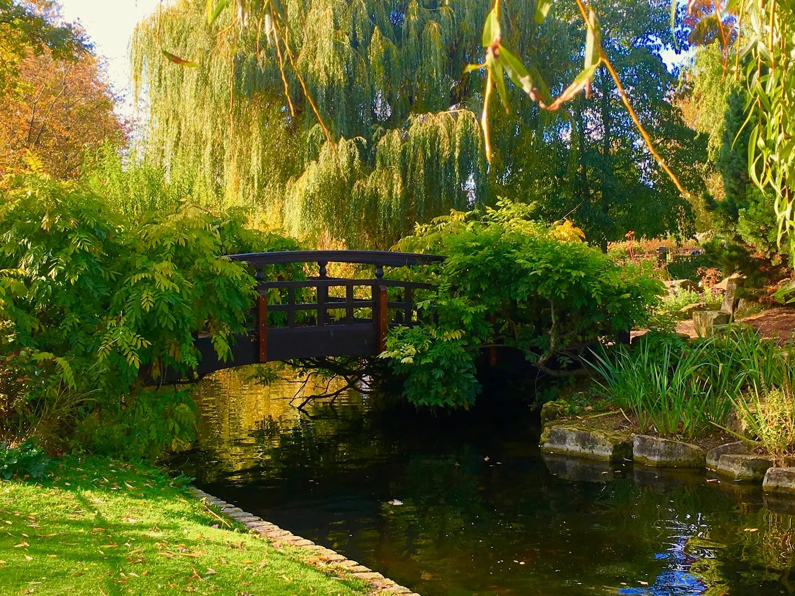 A wooden footbridge over the ornamental lake in Queen Mary's Gardens, framed by a weeping willow
