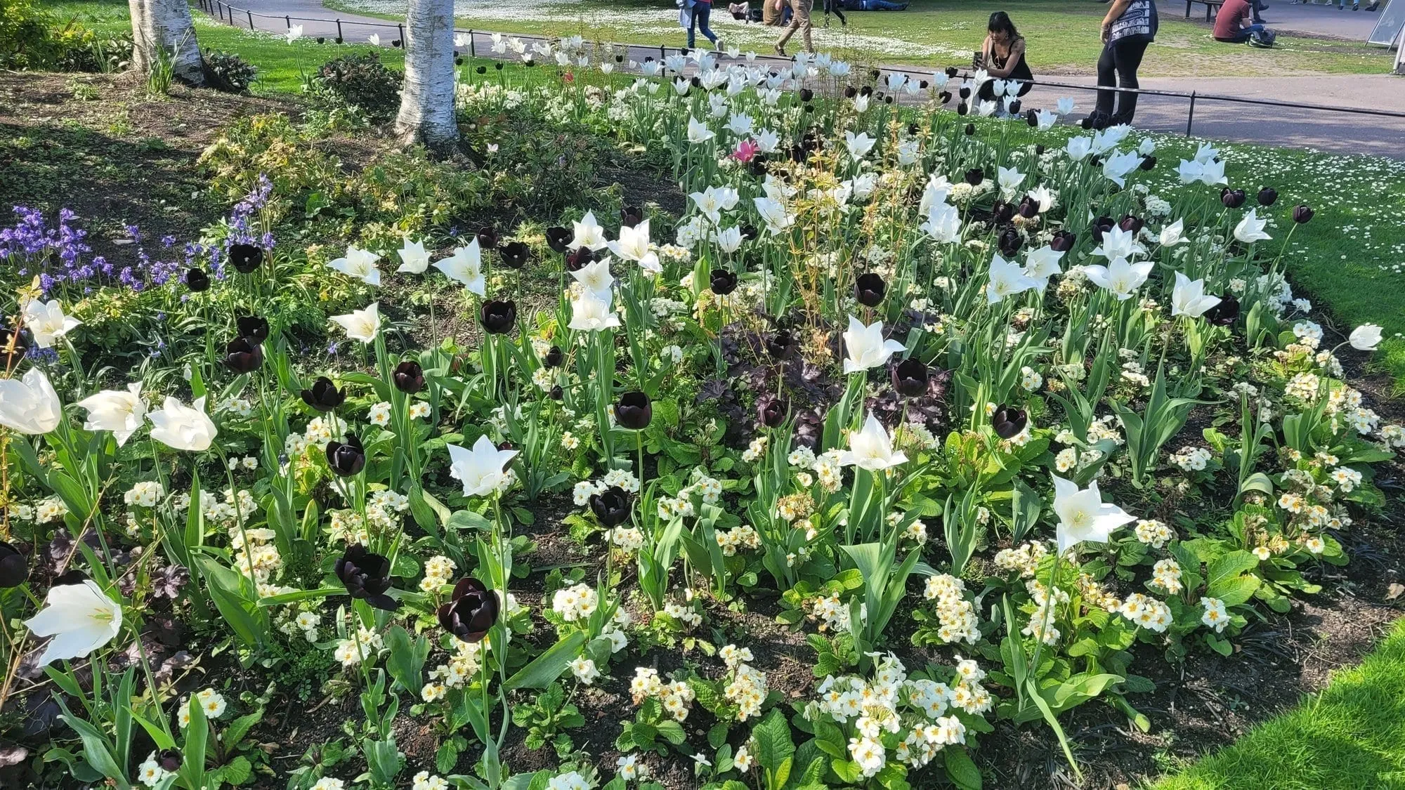 A flowerbed of white and near-black tulips in Regent's Park, with people walking behind