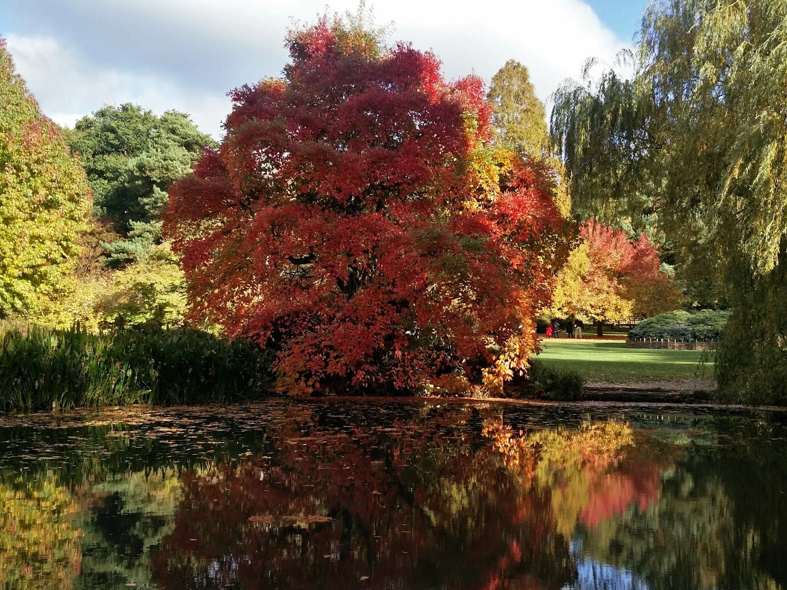 A Japanese maple in scarlet and orange reflected in a still pond in Richmond Park