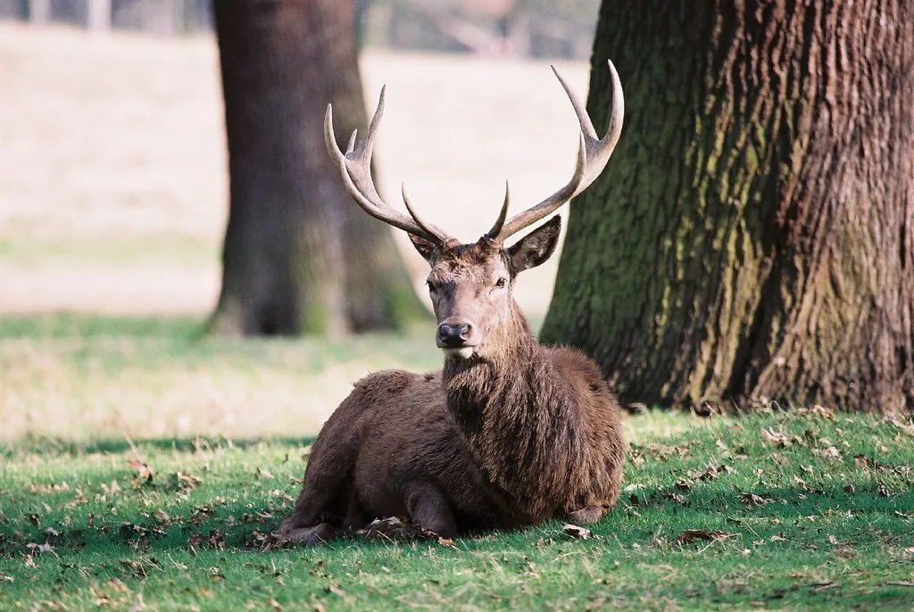 A red deer stag with full antlers lying in the grass beneath a tree in Richmond Park