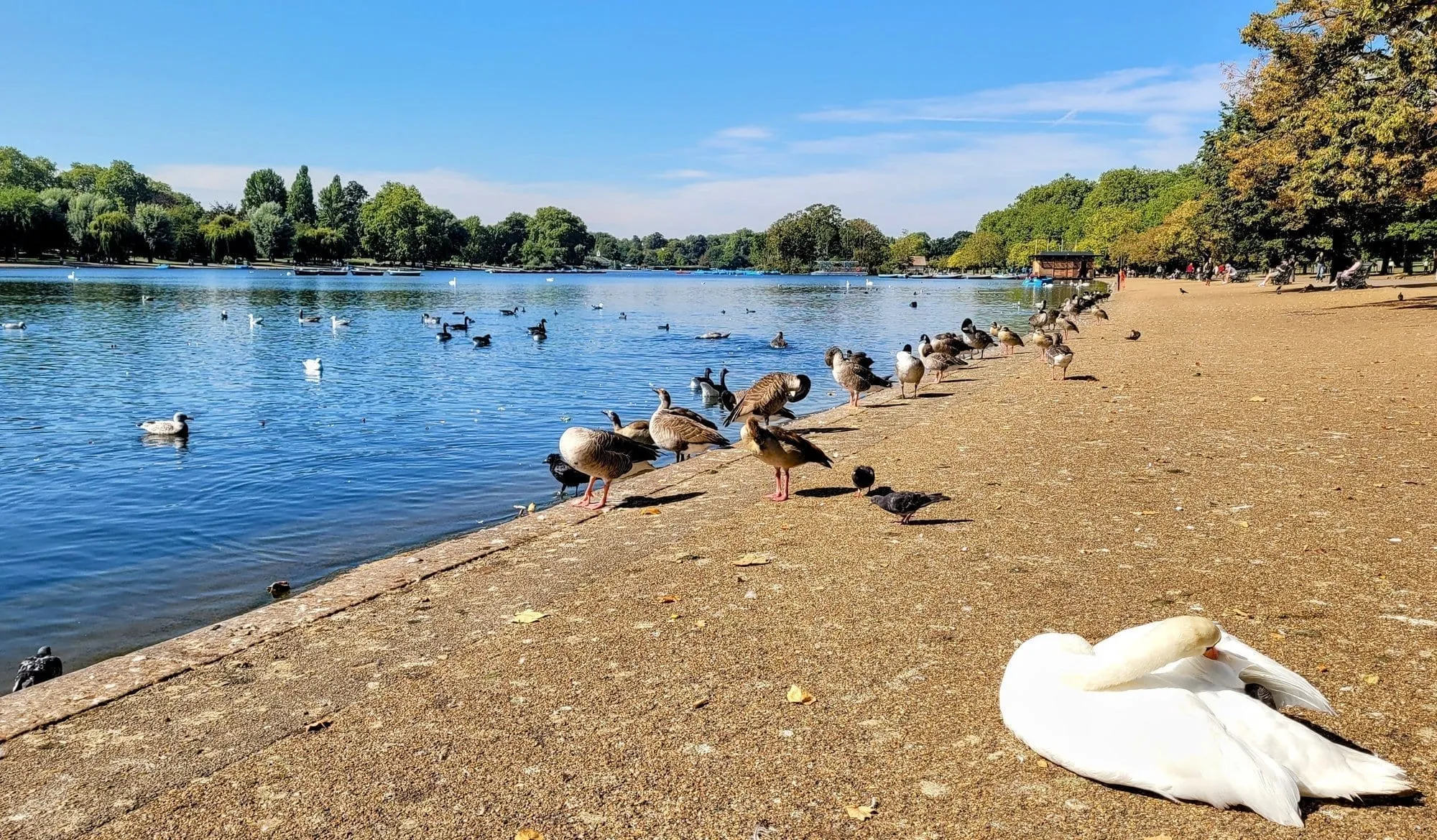 Geese, ducks and a swan lined up on the gravel shore of the Serpentine