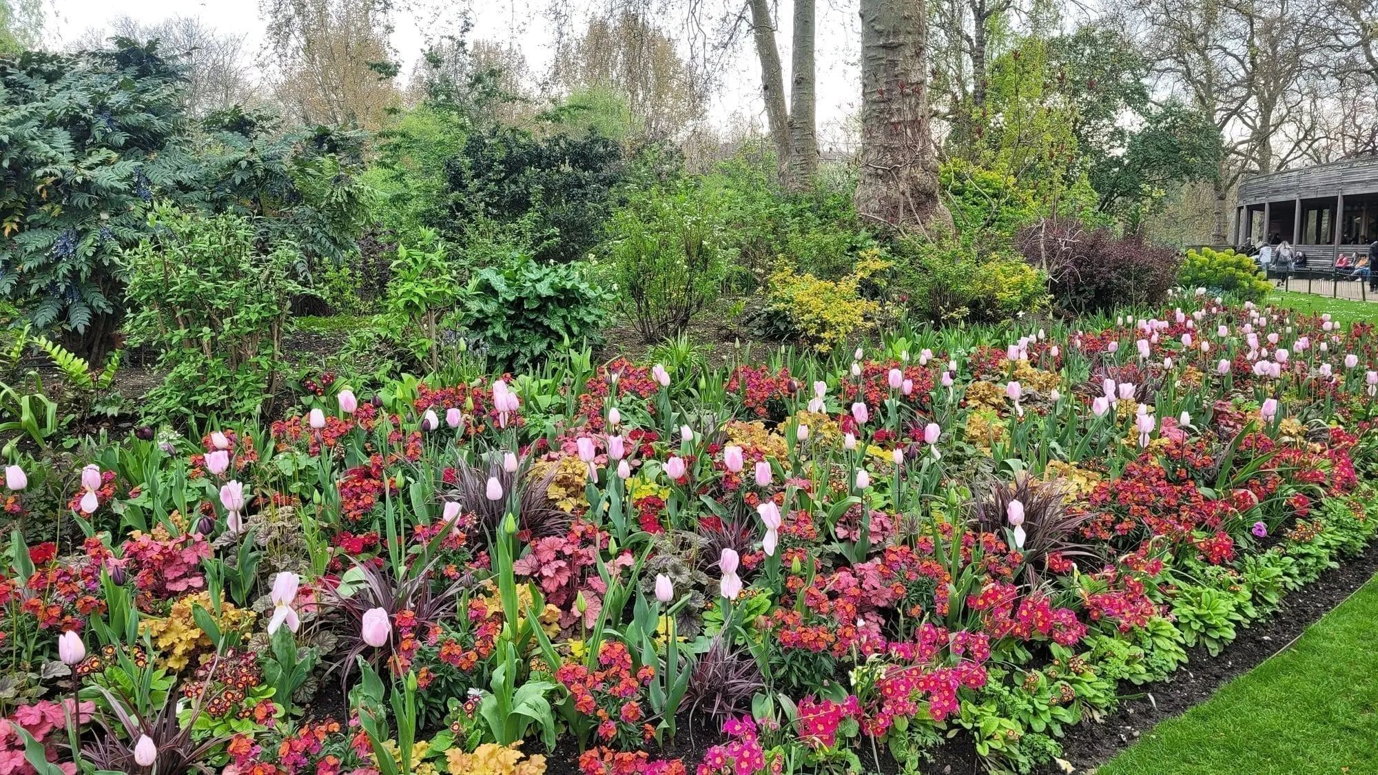 A flowerbed of red and pink tulips and wallflowers in St James's Park