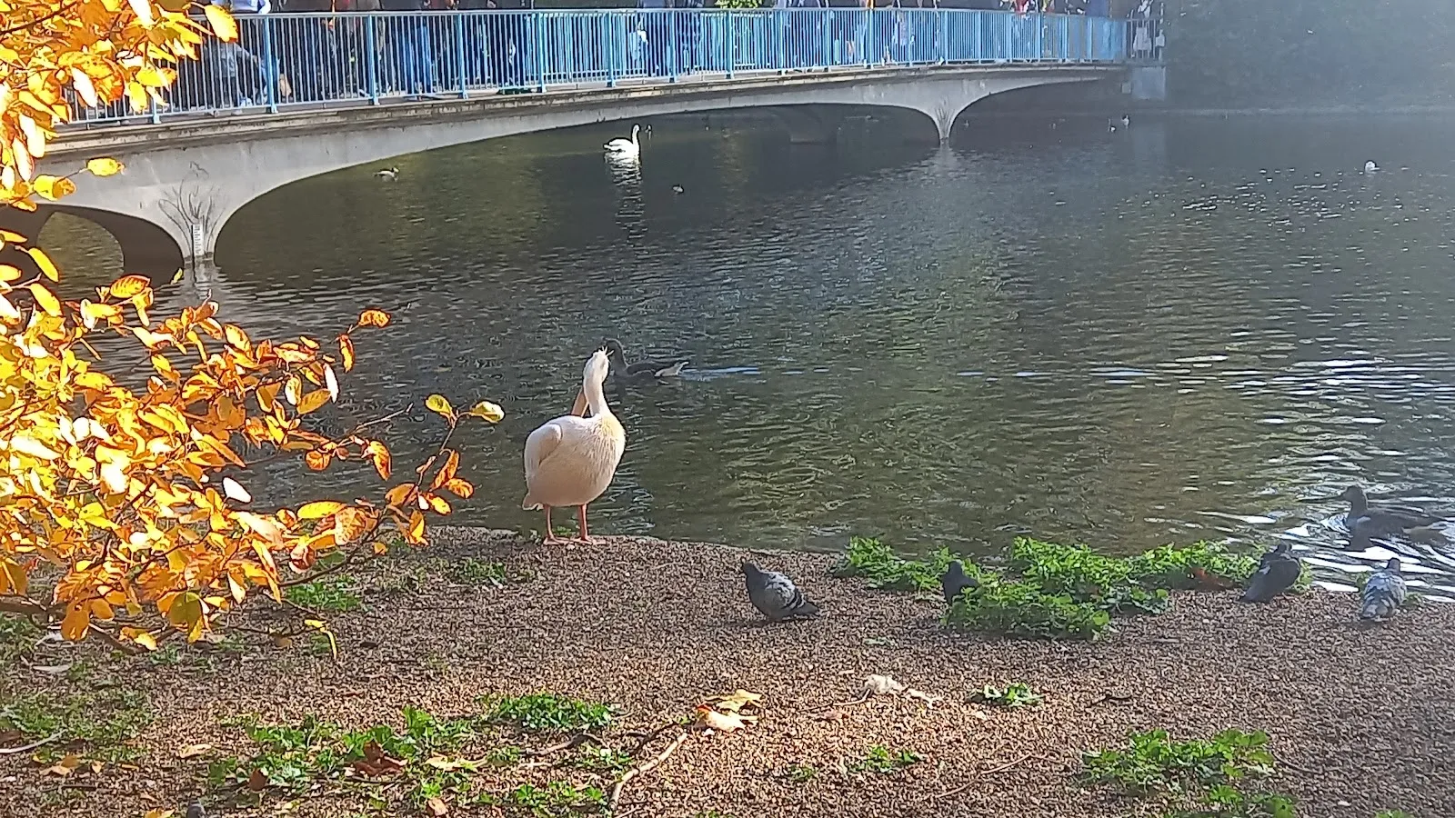 A pelican on the lake in St James's Park, autumn leaves overhead and the Blue Bridge behind