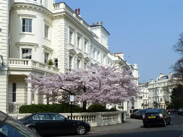 A cherry tree in full pink blossom in front of a white stucco terrace on Stanley Crescent