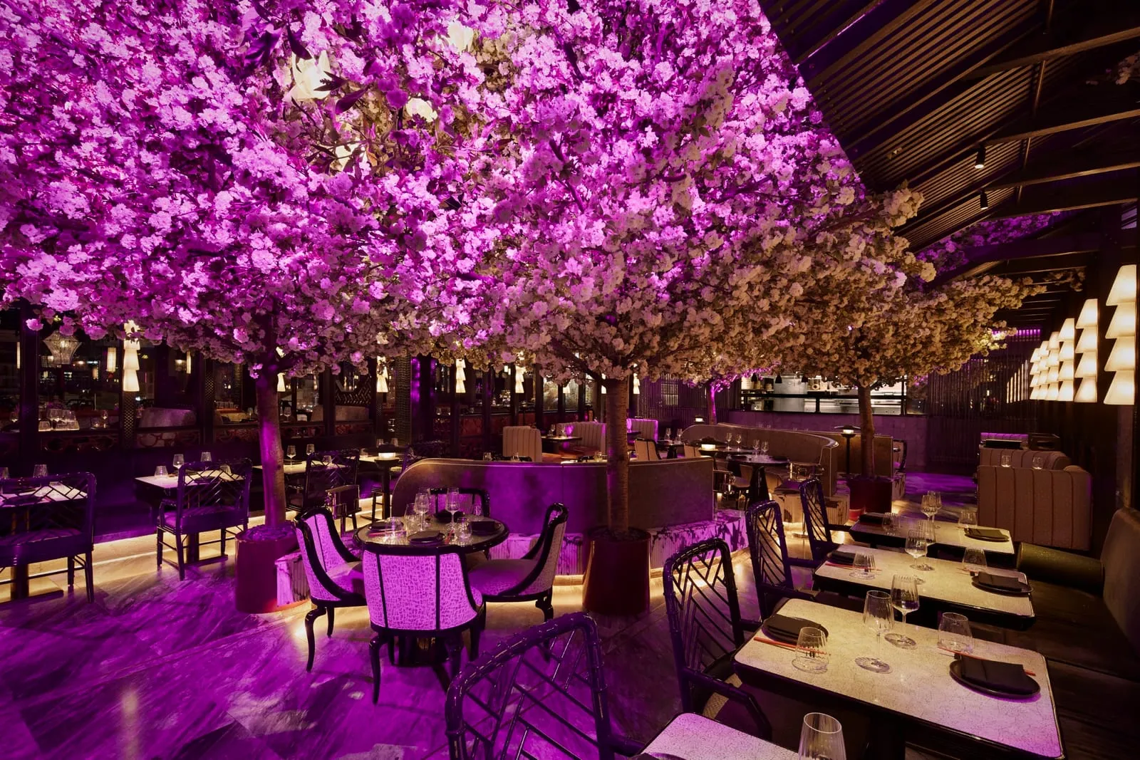 The dining room at Tattu, full-size cherry blossom trees in bloom over the tables, lit in pink and purple