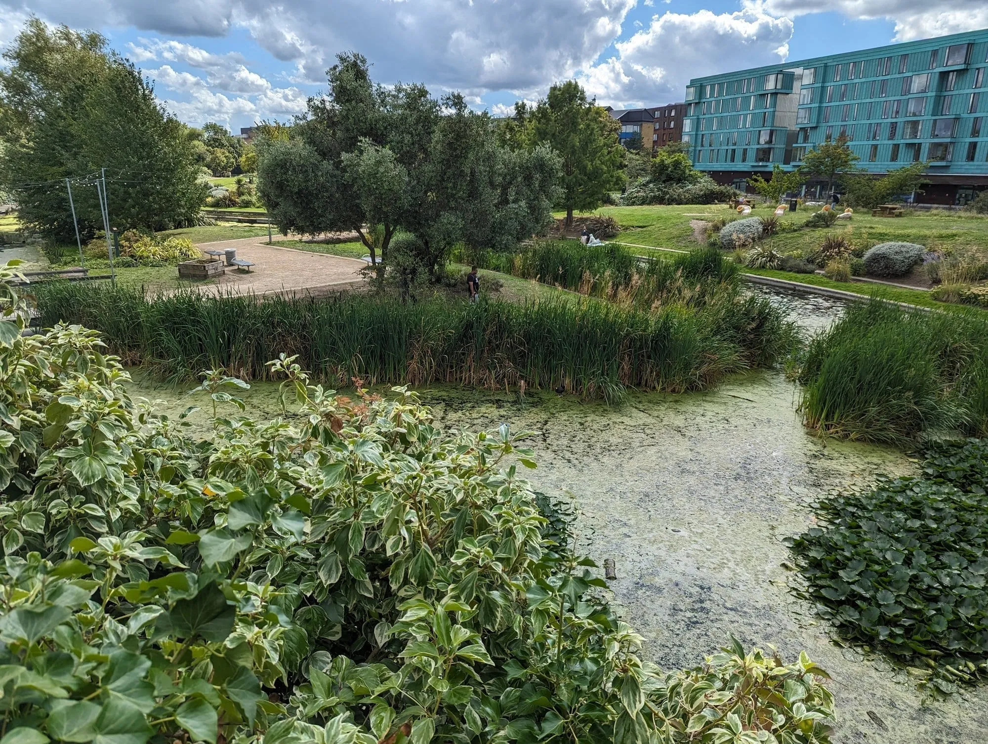 A reed-fringed lake covered in duckweed at the Art Pavilion in Mile End Park, with an apartment block behind