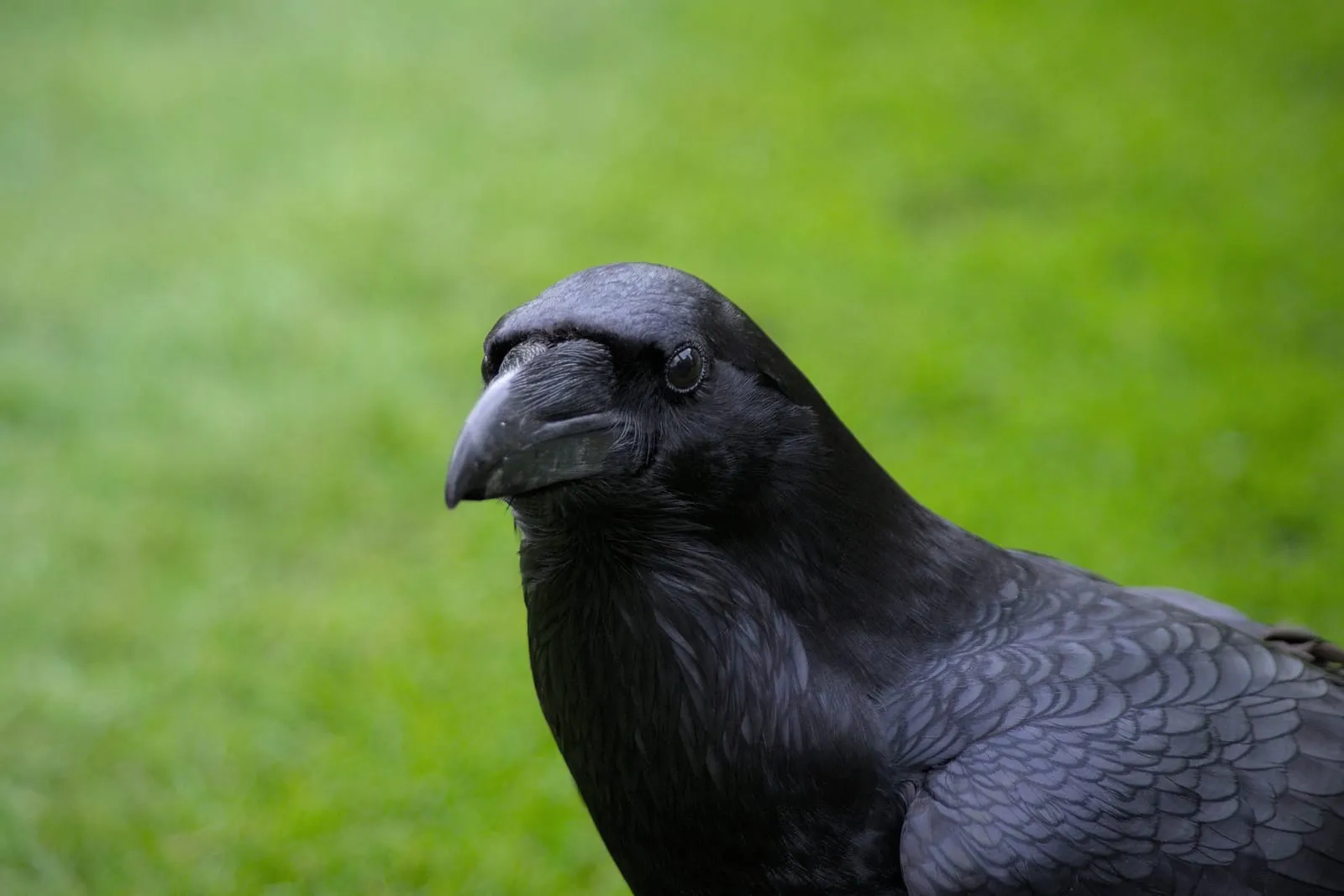 A black raven perching on a stone plinth on the lawn of the Tower of London with feathers glistening